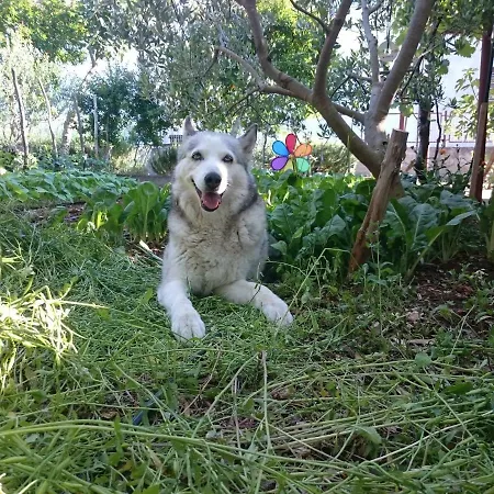 Marica's Second Casa vacanze Pirovac